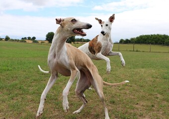two funny galgos are jumping together and have fun in the garden