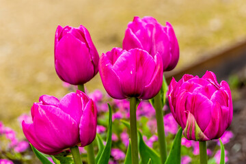 Obraz premium White Tulips bloom in an English wood in Leicestershire in springtime with defocused background