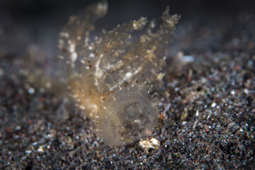 Ghost melibe crawling on muck diving site - elibe engeli.