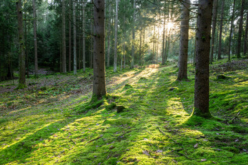 Moss-Covered Conifer Forest