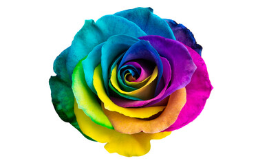 multicolored roses isolated