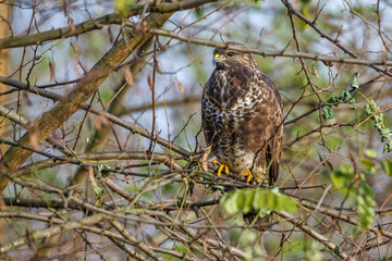 Mäusebussard (Buteo buteo)