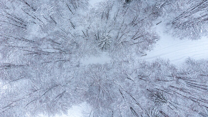 During the snowfall. Bird's-eye view of the forest and snow-capped mountains.