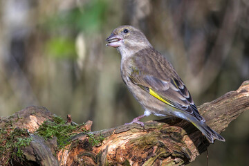 Grünfink (Carduelis chloris)