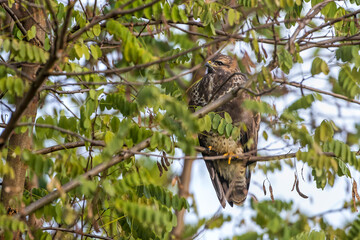 Mäusebussard (Buteo buteo)