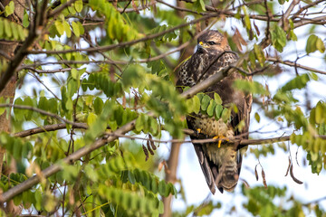 Mäusebussard (Buteo buteo)