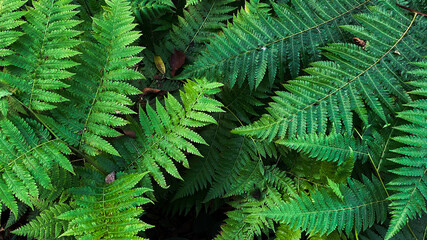 Green leaf background in the forest