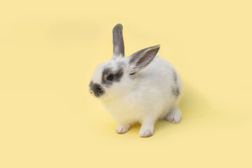 rabbit isolate on yellow background