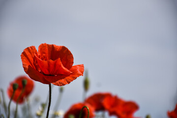 Single poppy flower close up