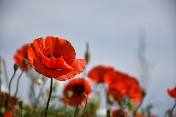 Focused poppy flower in a field