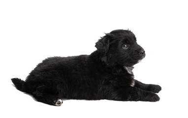black puppy isolated
