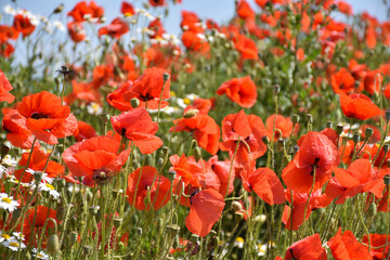 Lot of poppies in a field
