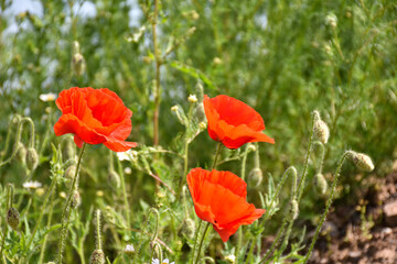 Blossom red poppies