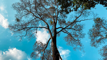 Tall trees against blue sky