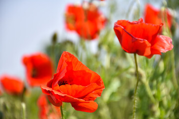One focused poppy in a field