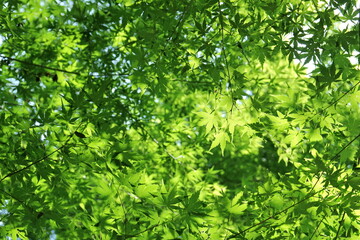 もみじの新緑