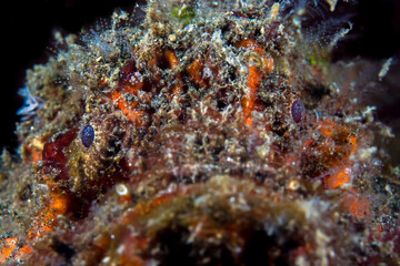 Fototapeta na wymiar Scorpionfish on coral reef