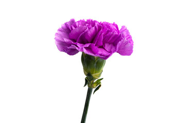 lilac carnation isolated