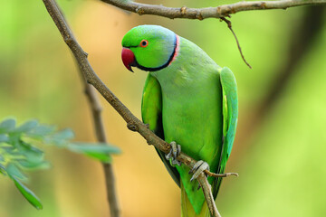 Parrot