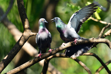 Pigeon fight