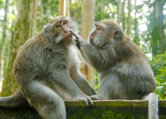 A couple of monkeys at Bedugul Monkey Forest, Bali Indonesia. 