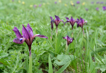 Obraz premium Flowering dwarf irises (Iris pumila L.) in the Caspian steppe. Kalmykia