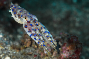 Blue ringed octopus on coral reef - Hapalochlaena © Mike Workman