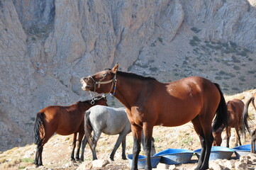 horse on a hill