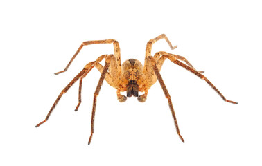 Spiny false wolf spider isolated on white background, Zoropsis spinimana