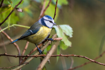 Blaumeise (Parus caeruleus)