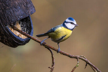 Blaumeise (Parus caeruleus)