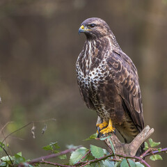 Mäusebussard (Buteo buteo)