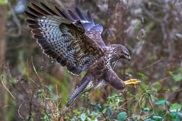 Mäusebussard (Buteo buteo)