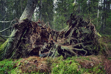 Upprooted spruce tree in the forest.