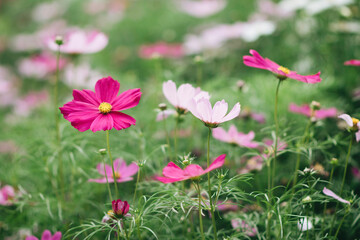 cosmos flower in field, blur and soft of cosmos flower, beautiful flowers in the garden.