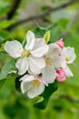 Spring Blossoms APPLE. Beautiful blooming apple trees in spring park close up. Flowering Apple tree, close-up. vertical photo