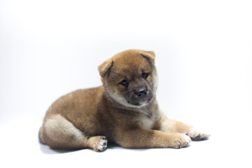 A Shiba Inu puppy sitting on a white background. Japanese dog sitting.