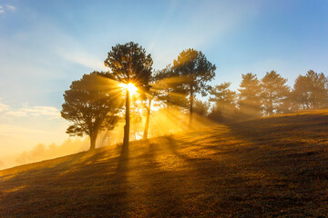 Obraz premium Sunrise in the forest on a foggy autumn morning