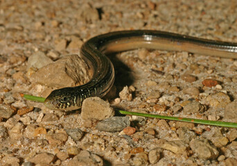 An Eastern Glass Lizard (Ophisaurus ventralis) in Florida.  These legless animals look like snakes, but they are actually lizards.
