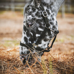 Portrait of a cute spotted black and white horse eating dry hay on a farm. Livestock. The feeding...