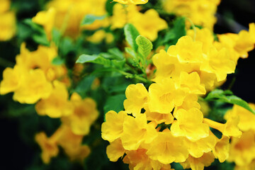 Obraz premium Yellow trumpet flower blooming on the tree