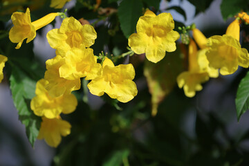 Yellow trumpet flower blooming on the tree