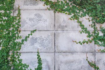 The ivy on the wall made of brick blocks as the background.
