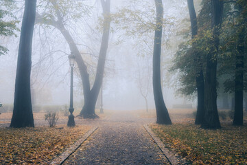 A misty morning autumn landscape, an old park foggy alley. Great oak tree city park alley