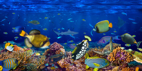 underwater coral reef landscape wide panorama wallpaper background the deep blue ocean with colorful fish sea turtle and marine wild life