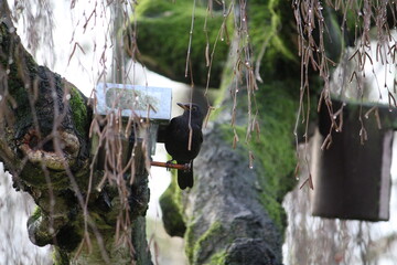A blackbird on a food jar