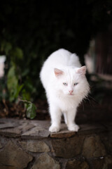 Naklejka na ściany i meble White cat with blue eyes close up