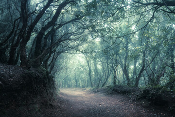 Naklejka premium Deep tropical jungles of Southeast Asia in spring