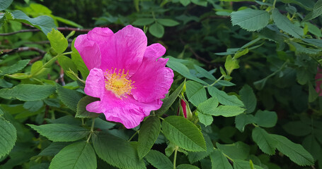 pink rose flower