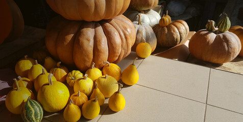 pumpkins and squash